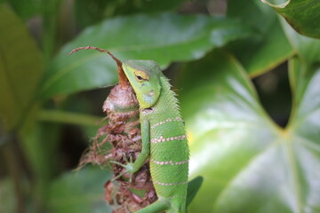 small lizard  green
