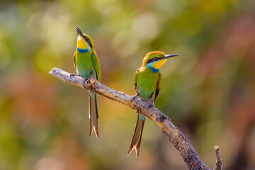Swallow-tailed bee-eater (Merops hirundineus) pair