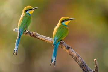 Swallow-tailed bee-eater (Merops hirundineus) pair 