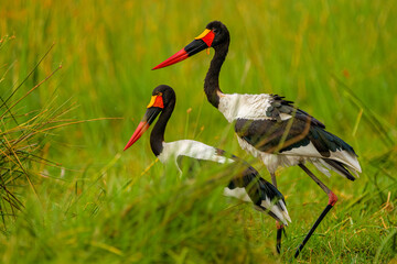 Saddle-billed stork (Ephippiorhynchus senegalensis)
