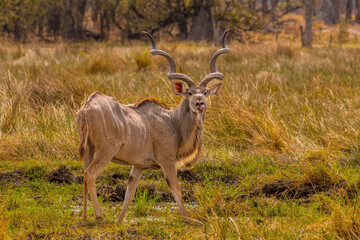 Kudu