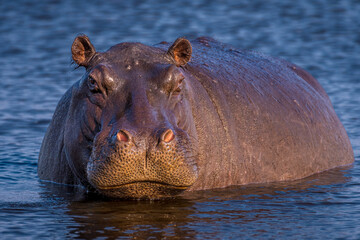 Hippopotamus portrait, looking into camera