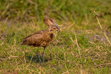 Hamerkop (Scopus umbretta)