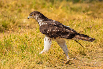 African hawk-eagle (Aquila spilogaster)