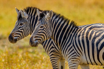 Two Burchell's zebras