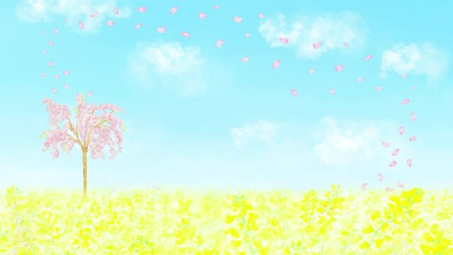 菜の花畑の満開の桜の木から花吹雪が舞うループアニメーション。水彩画を使用した春の映像。