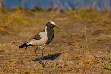 Blacksmith  lapwing, Botswana