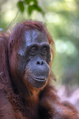 Orangutan - Female - at Tanjung Puting National Park, Borneo 