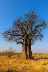 Baobab tree in the morning lighty, Savuti - Chobe National Park, Botswana