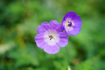 Obraz premium Geranium wallichianum, commonly known as Wallich's geranium, is a beautiful perennial flowering plant in the Geraniaceae family.