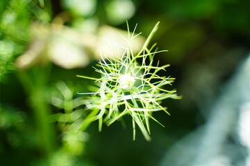 Passiflora foetida