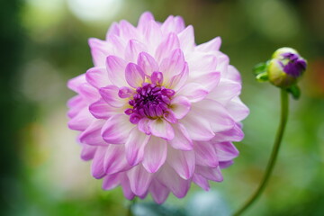 Dahlias are stunning flowering plants known for their vibrant, showy blossoms and wide array of colors, shapes, and sizes. |大麗花|大麗菊