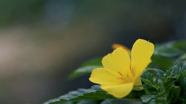 Damiana flower or Turnera diffusa