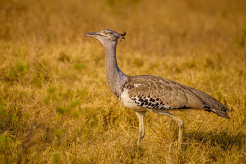 Kori bustard (Ardeotis kori)