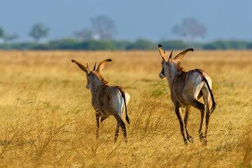 two Roan antelopes running away