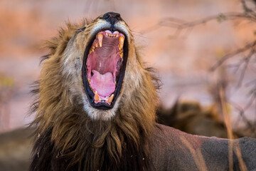 African Lion, male, roars, Botswana