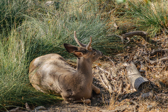 Deer with horns resting on ground next to bush 