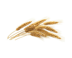 Wheat ears isolated on white or transparent background