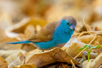 Blue waxbill (Uraeginthus angolensis)