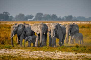 A herd od African Elephant approaching