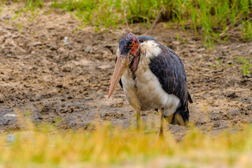 Marabou stork (Leptoptilos crumenifer)