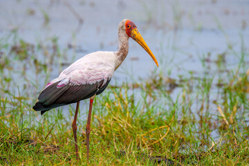Yellow-billed stork (Mycteria ibis)