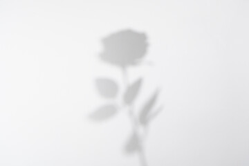 Gray shadow of the roses leaves and flowers on white wall.
