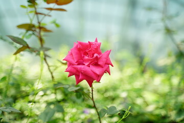 Rosa chinensis refers to the China rose, a species of rose native to East Asia, particularly China...