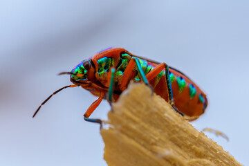  Jewel beetle or metallic wood-boring beetle