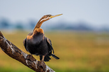 African darter (Anhinga rufa)