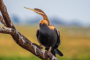 African darter (Anhinga rufa)