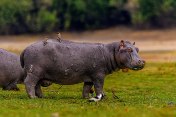 Hippopotamus on the grounf with Oxpeckers