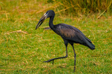 African openbill (Anastomus lamelligerus)