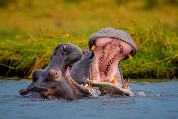 Two hippos settle an arquement
