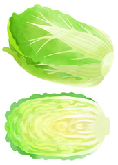 水彩で描いた白菜のイラスト素材セット／Watercolor illustration material set of Chinese cabbage - obrazy, fototapety, plakaty