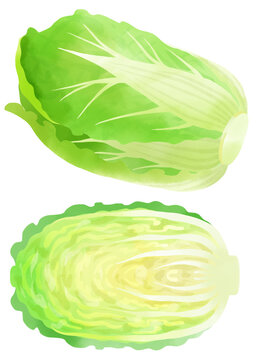 水彩で描いた白菜のイラスト素材セット／Watercolor illustration material set of Chinese cabbage