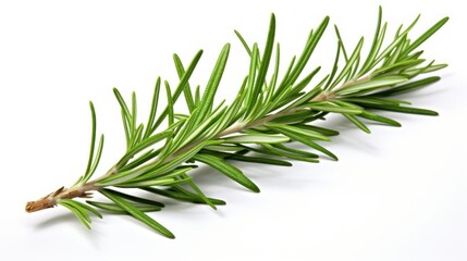 Fototapeta premium Fresh branch UHD wallpaper