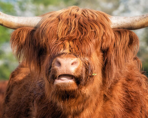 Closeup portrait of a Highland cow