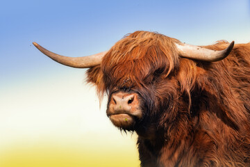Closeup portrait of a Highland cow