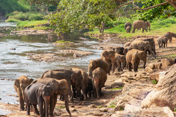 Elephants bathing at Pinnawala Elephant Orphanage, Kegalle, Sabaragamuwa, Sri Lanka