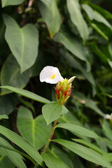 Indian head ginger, Costus speciosus