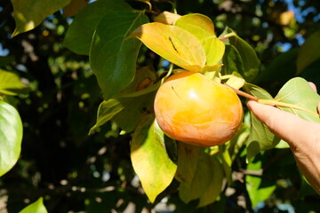 FU 2022-10-09 Blumenfeld 678 Am Baum wächst eine gelbe Kaki