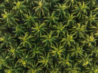 Aerial view of king coconut trees farm