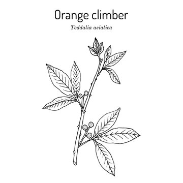 Orange climber (Toddalia asiatica), edible and medicinal plant