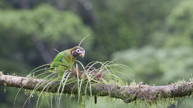 Brown-hooded parrot (Pyrilia haematotis) perched on branch, walking over a small Bromelia