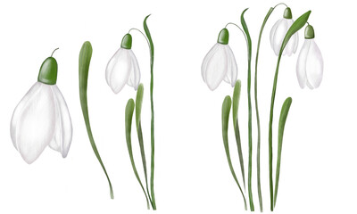 Watercolor hand drawn snowdrop flowers set of isolates. Delicate elegant illustration for the design of spring cards, invitations and tags.