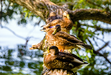 Wild ducks sit on a tree near the water
