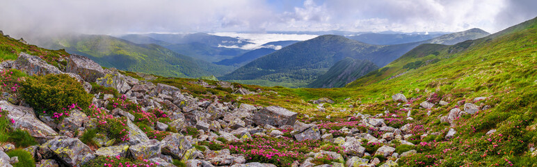 A wonderful mountain landscape with pink rhododendron flowers and a sea of fog in the distance....