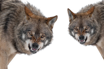 two  gray wolf with a grin is isolated on a white background.