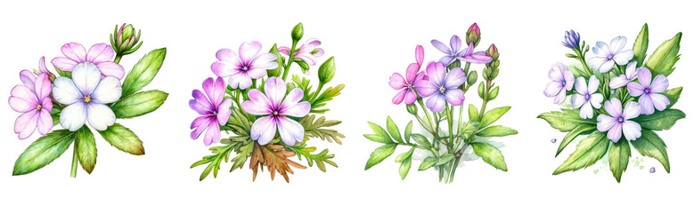 set of watercolor Moss phlox flower clipart on transparent background - obrazy, fototapety, plakaty